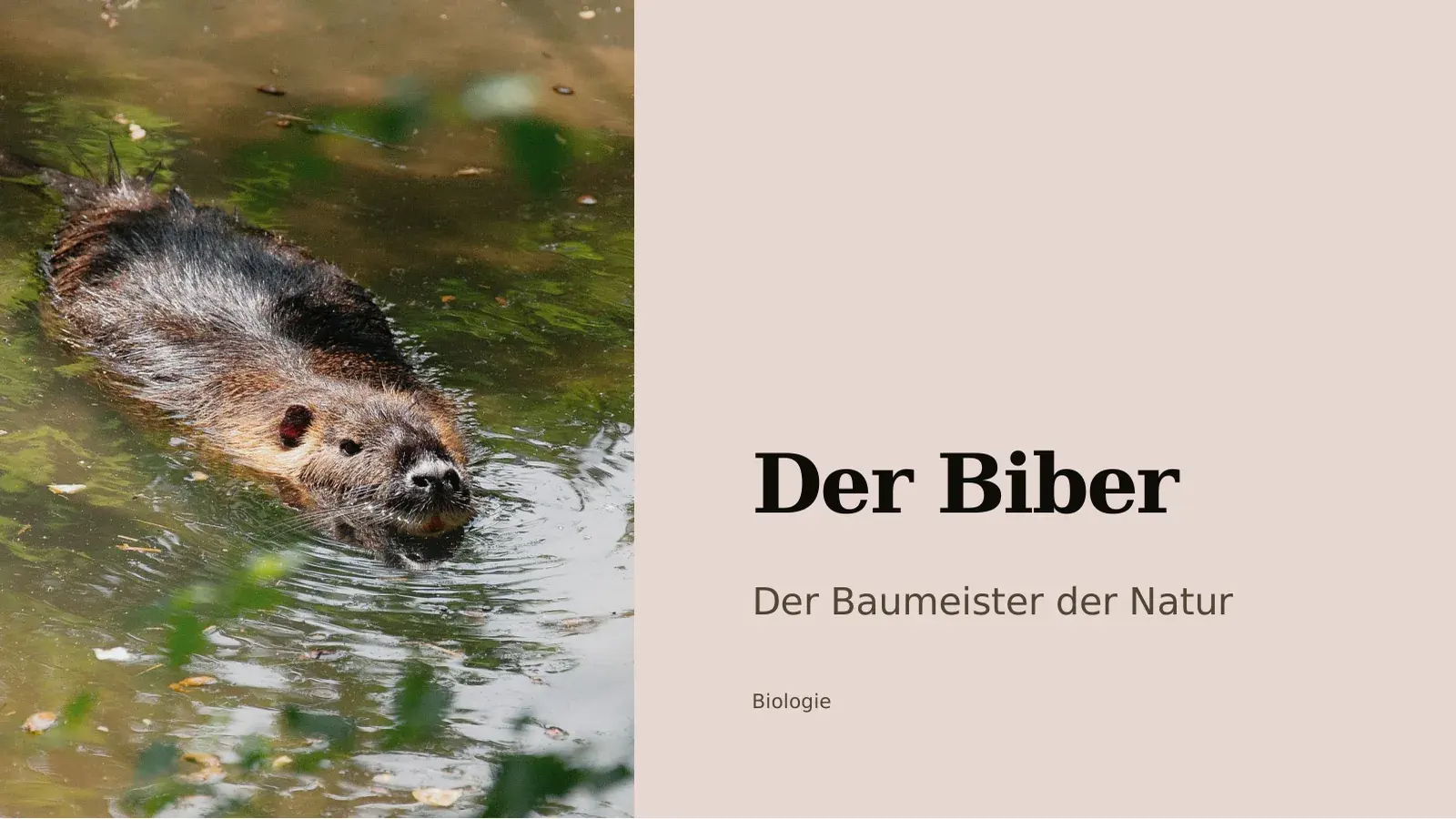 Title slide of the presentation “Der Biber”: a photo of a swimming beaver on the left, the title, the subtitle “Der Baumeister der Natur” and the subject Biologie on the right.