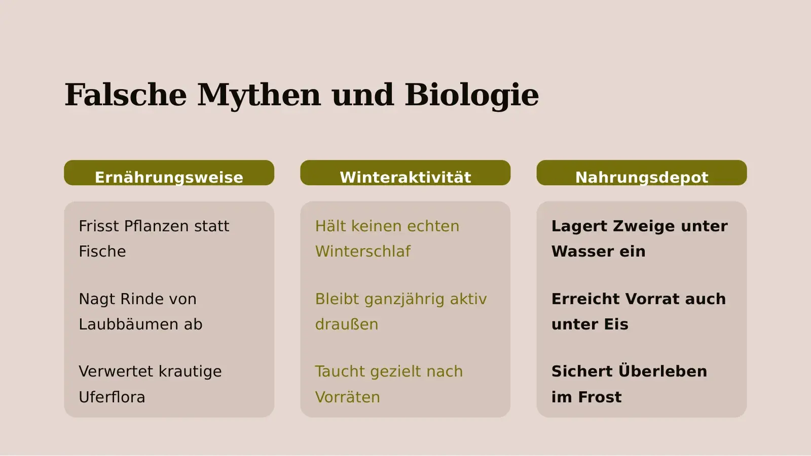 Slide “Falsche Mythen und Biologie” with three columns: diet, winter activity and food store.