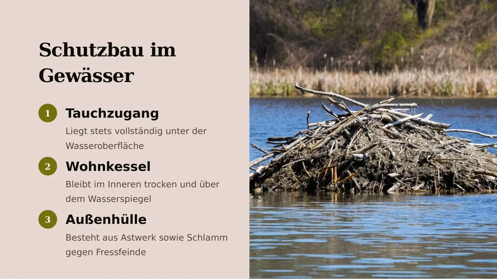 Slide “Schutzbau im Gewässer” with three numbered points on the left and a photo of a beaver lodge on the right.